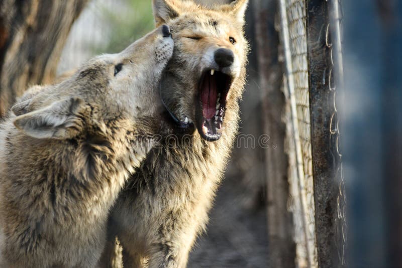 Closeup of grey wolfs with yellow eyes looking from wire netting sunny day outdoor