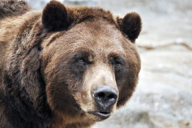 Closeup of grizzly bear. 