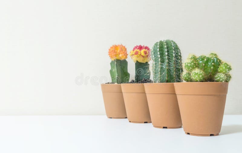 Closeup group of beautiful cactus in brown plastic pot for decorate on blurred white wooden desk and cream color wallpaper wall te stock photography Closeup group of beautiful cactus in brown plastic pot for decorate on blurred white wooden desk and cream color wallpaper wall te stock photography