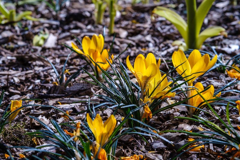 Closeup of a Group of Blooming Yellow Crocus Flowers on a Meadow