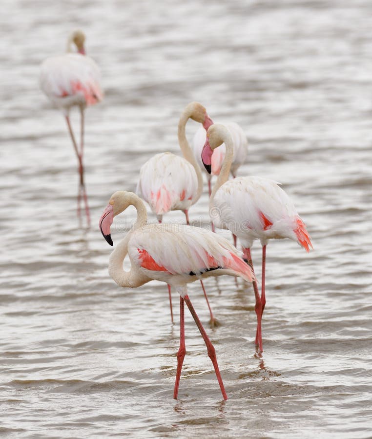 Closeup of a group of Flamingos
