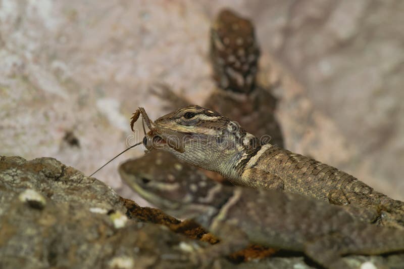 Closeup on a Group of Sceloporus Lizards , Eating a Cricket in a Terrarium Stock Photo Image
