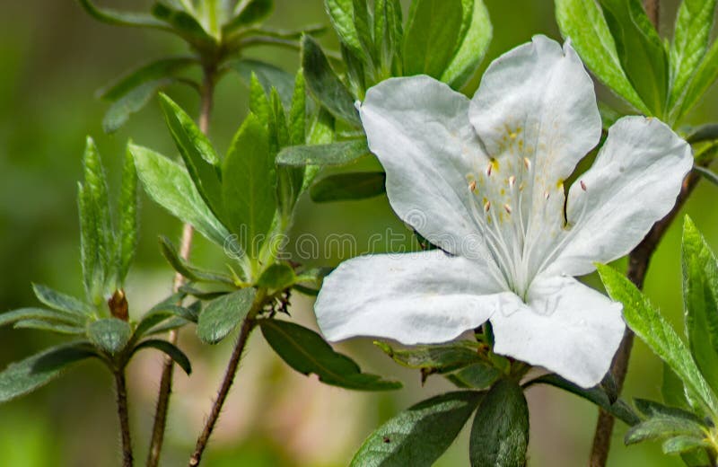 Close-up of Wild Appalachian Mountain White Azalea Flower royalty free stock photos Close-up of Wild Appalachian Mountain White Azalea Flower royalty free stock photos