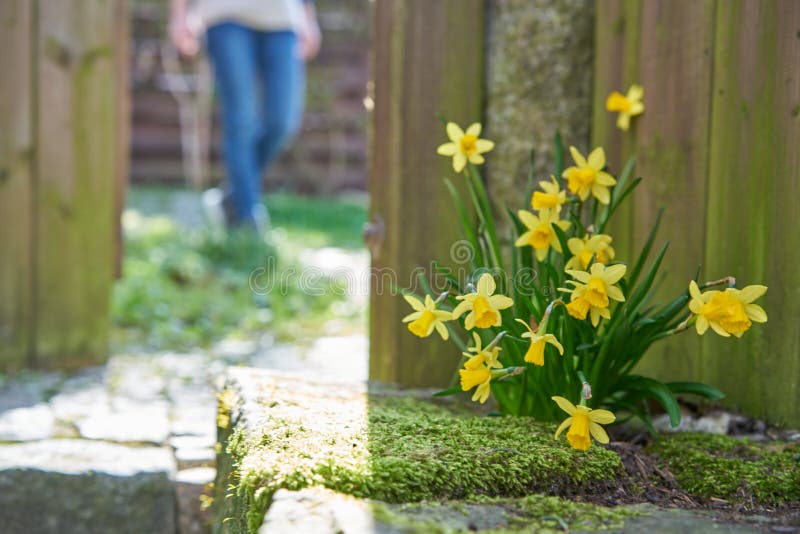 Closeup of a group of yellow narcissus in moss in front of a wooden fence, a woman walking on a garden path in the unsharp