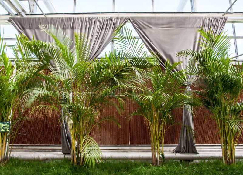 Closeup of Growing Areca Palms Stock Photo Image of growth, summer