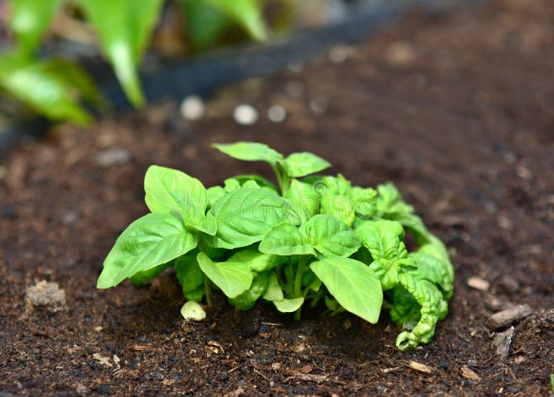 Growing Basil Plant in the Ground Stock Image Image of leaves, outdoor 184132941