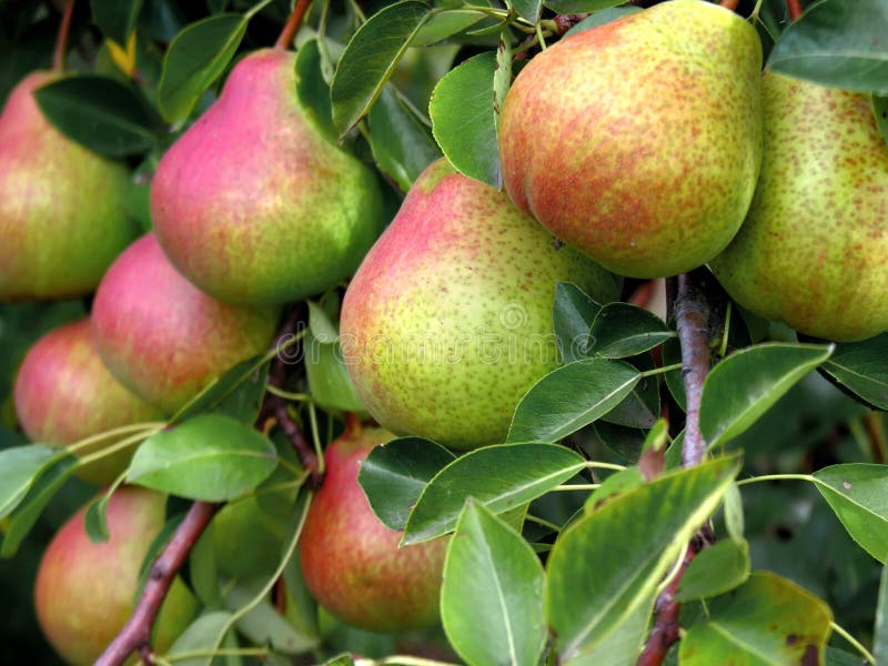 Ripe pears on a tree in the orchard