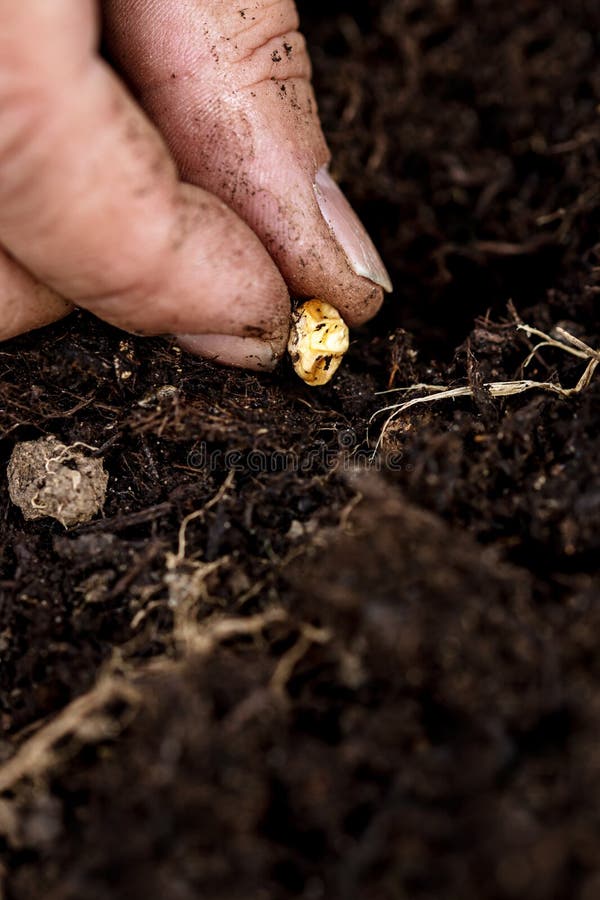 42,860 Corn Kernel Stock Photos Free & RoyaltyFree Stock Photos from