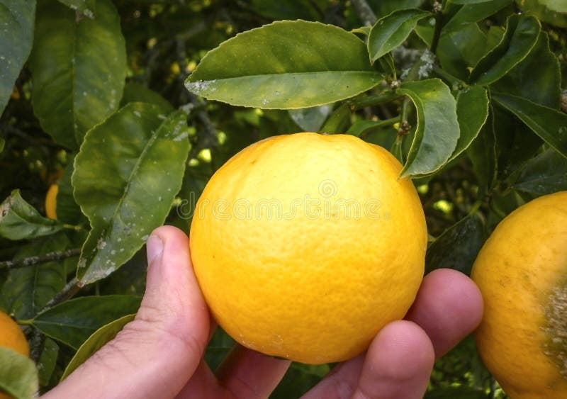 Closeup Hand Harvest a Lemon from the Tree. Stock Photo Image of