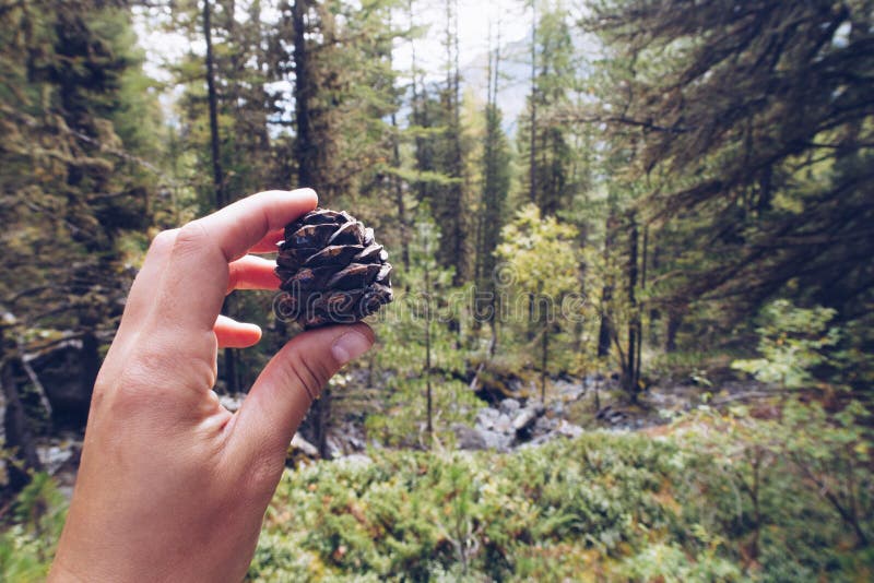 Closeup of a hand holding a small delicate and beautiful cedar cone with forest and trees in the background. Outdoors wildlife. stock image