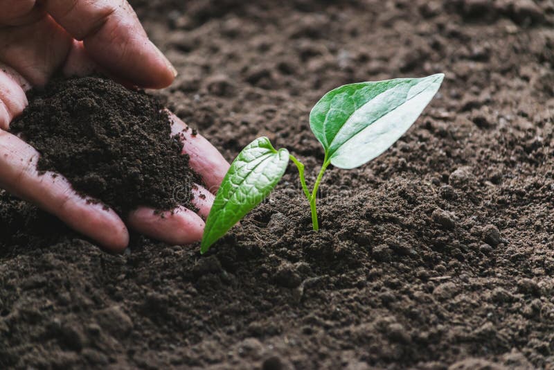 Closeup hand of person holding abundance soil with young plant in hand for agriculture or planting peach nature concept royalty free stock photo Closeup hand of person holding abundance soil with young plant in hand for agriculture or planting peach nature concept royalty free stock photo