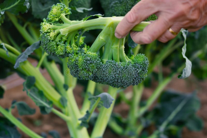 Closeup of hand picking a head of broccoli from the plant stock illustration