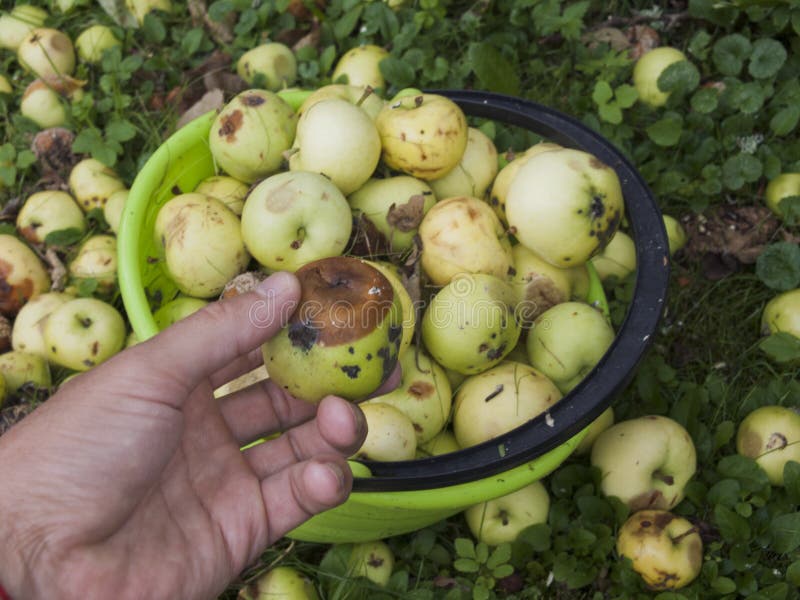 Sorting Good and Bad Apples Stock Image Image of apples, garden