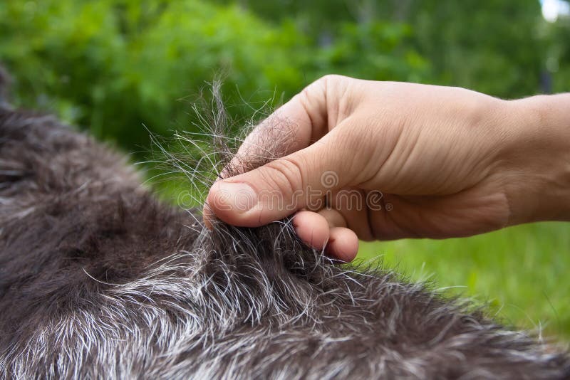 hand stripping grooming
