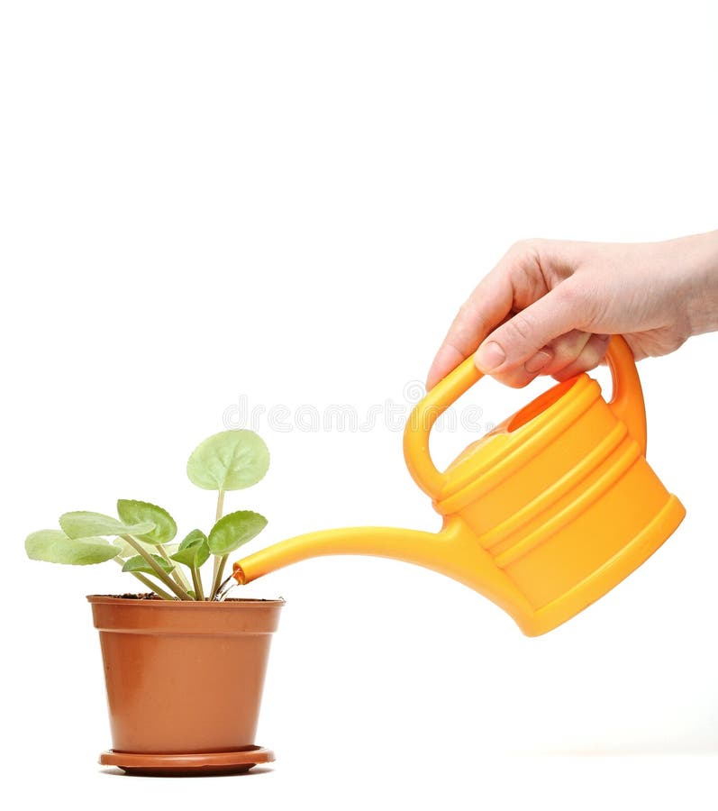 Closeup hand watering a plant with watering can