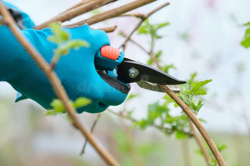 Closeup of hands doing spring pruning of raspberry bushes, gardener in gloves with garden pruner.