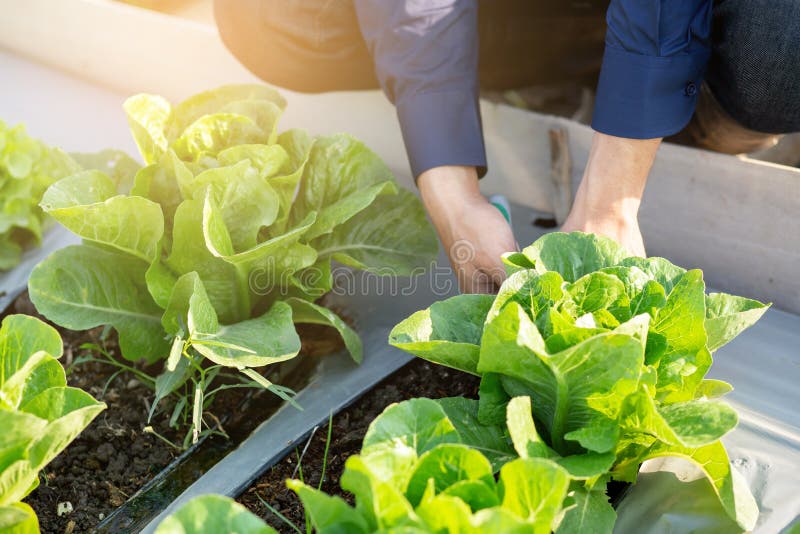 Closeup hands of young asian man farmer checking fresh organic vegetable garden in farm, produce and cultivation green cos lettuce