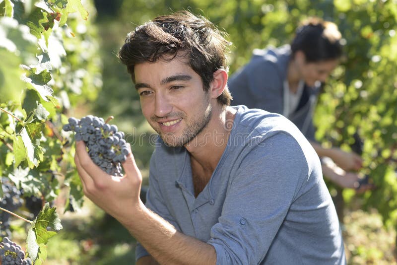 Closeup of harvesters picking up grapes