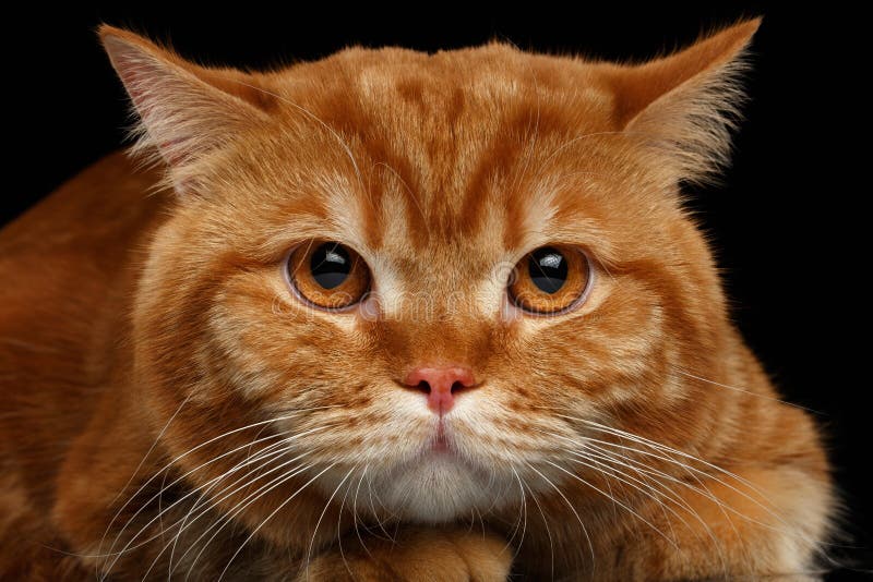 Closeup head of Angry Red British Cat isolated on Black