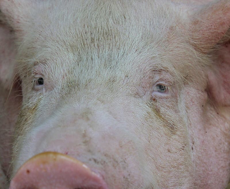 Closeup of Head Pig Looking at You Stock Photo Image of close, cute