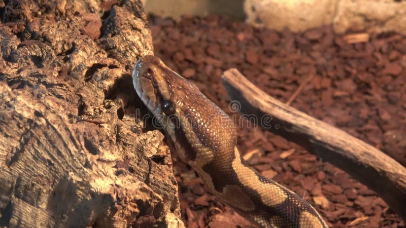 Closeup of head of the royal python or ball python Python regius stock footage