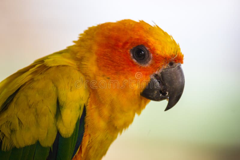 closeup head of Sun Conure, the beautiful yellow and orange parr stock image closeup head of Sun Conure, the beautiful yellow and orange parr stock image
