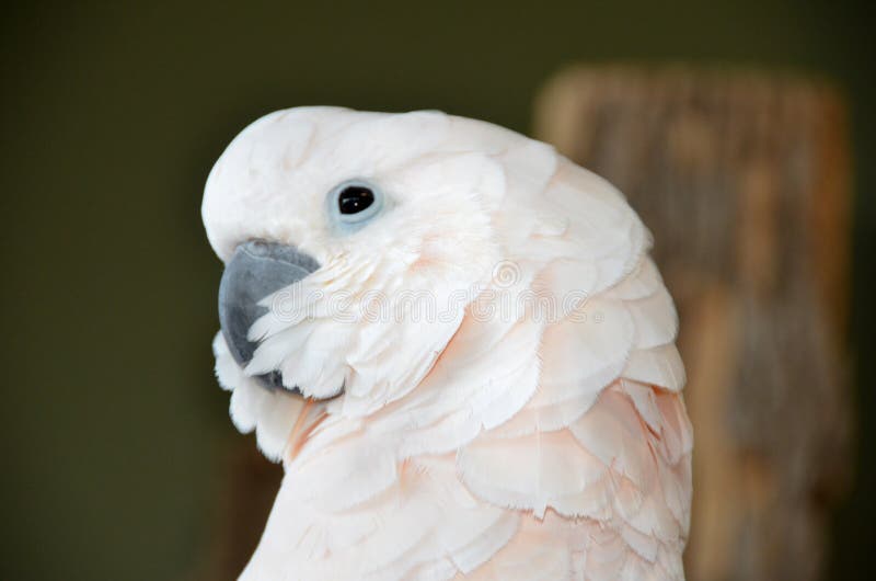 white cockatoo price white cockatoo price