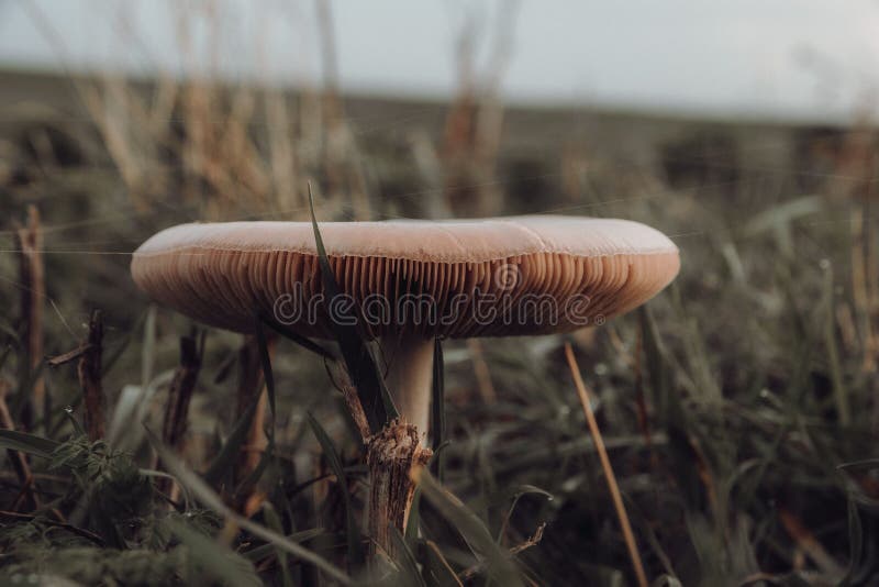 Closeup of Hebeloma crustuliniforme, commonly known as poison pie or fairy cakes.