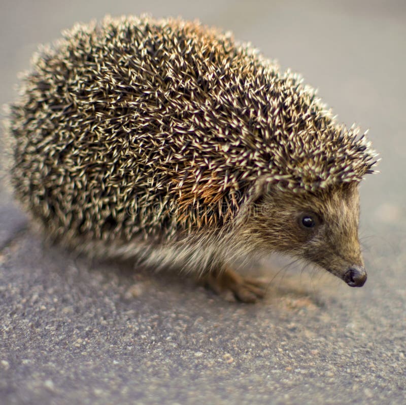 Hedgehog Highway Photos - Free & Royalty-Free Stock Photos from Dreamstime