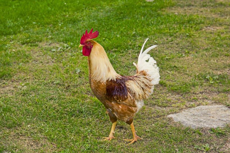 Closeup of a hen in a farmyard