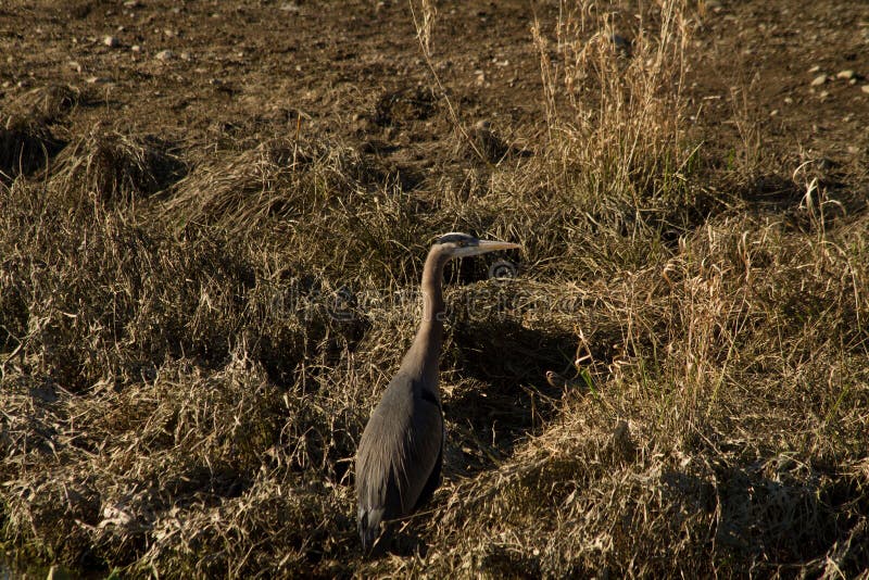 A closeup of a heron royalty free stock images A closeup of a heron royalty free stock images