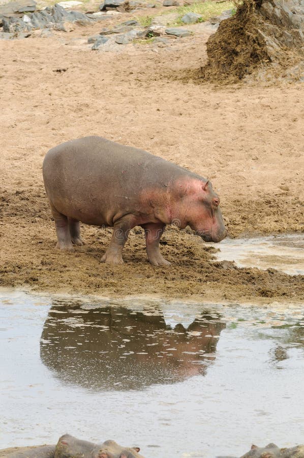 Closeup of Hippopotamus about To Enter Water Stock Image - Image of animal,  family: 106270553