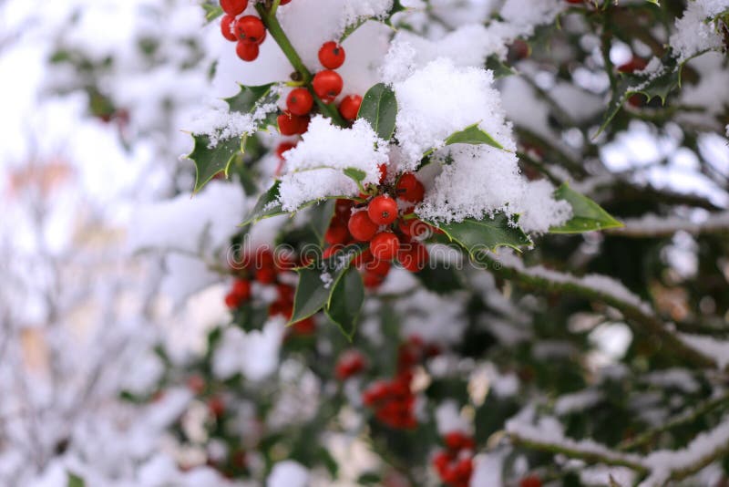 Closeup of holly beautiful red berries and sharp leaves on a tree in cold winter weather.Blurred background.