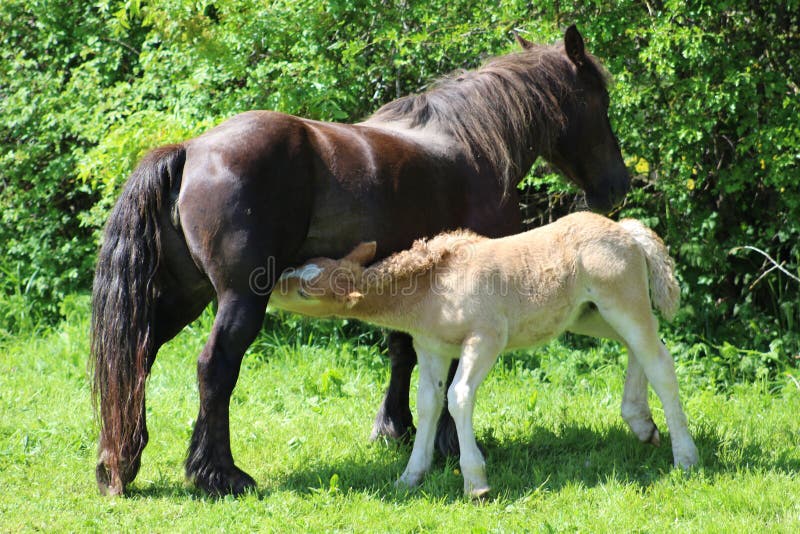Feeding foal stock photo. Image of rural, horse, mother 12679654