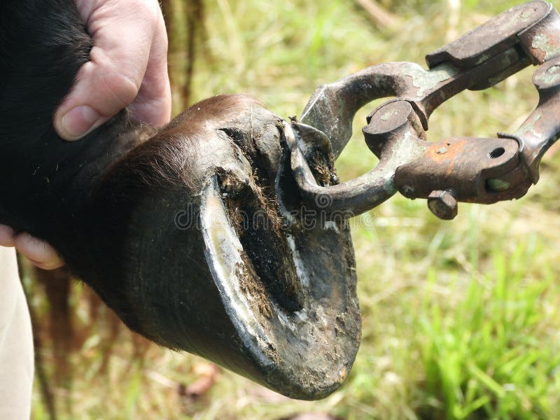 Closeup of Horse Hooves Cutting Stock Image Image of farmer, farming 193933565