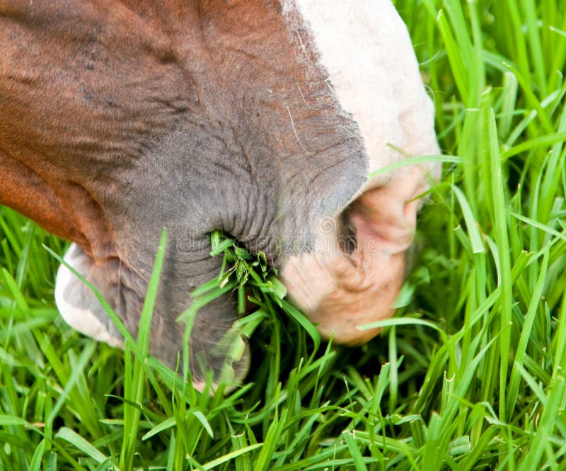 Closeup of a horse mouth stock photo. Image of hungry 13406492