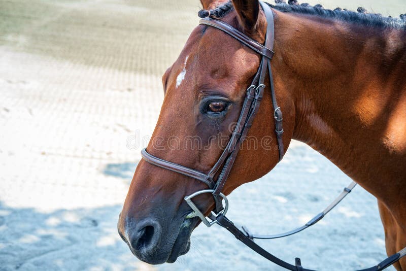 Closeup portrait fancy horse summer ranch farm. Closeup portrait fancy horse summer ranch farm