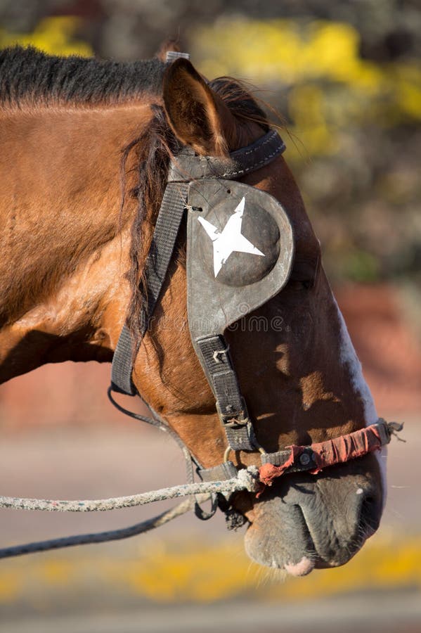 Closeup of Horse S Head with Blinder Stock Image - Image of mare,  workhorse: 39642751