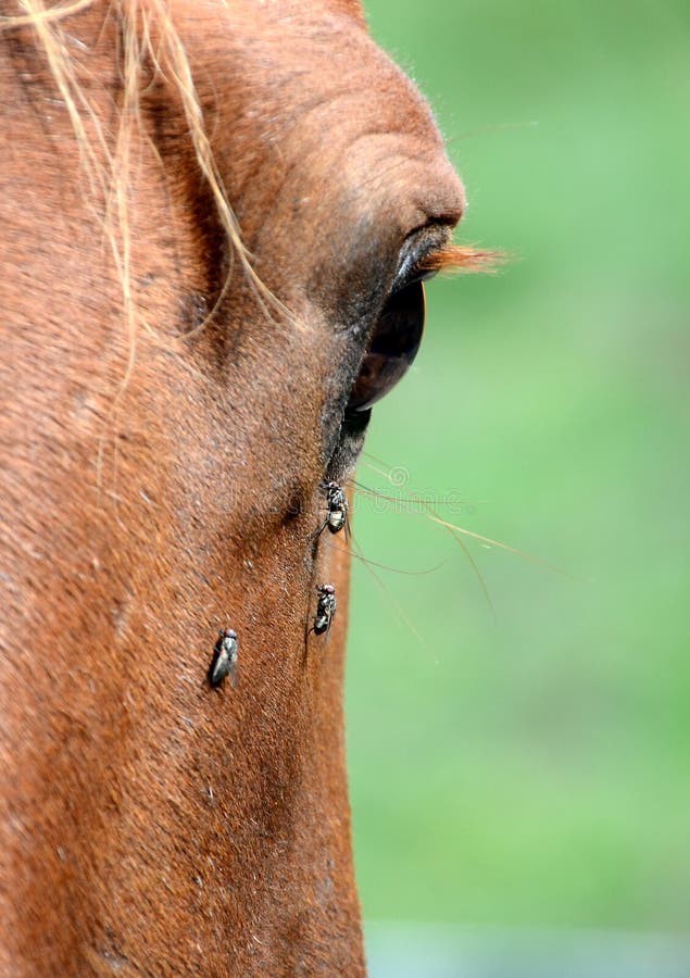 Horse`s eye with flies stock photo. Image of brown, animal 121398292