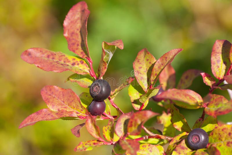 Sumac seeds stock image. Image of sumac, wildflower, fall 1303709