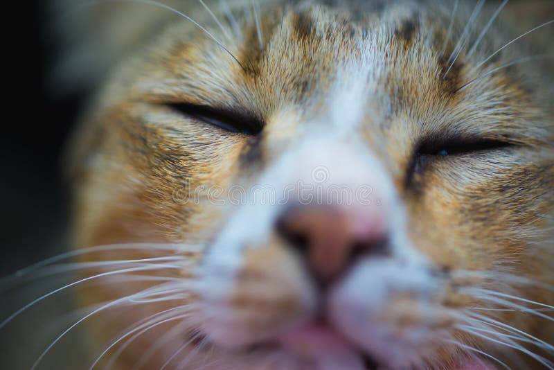 Closeup of Human Hand Touch the Cat Face and the Cat Close Eye. Stock