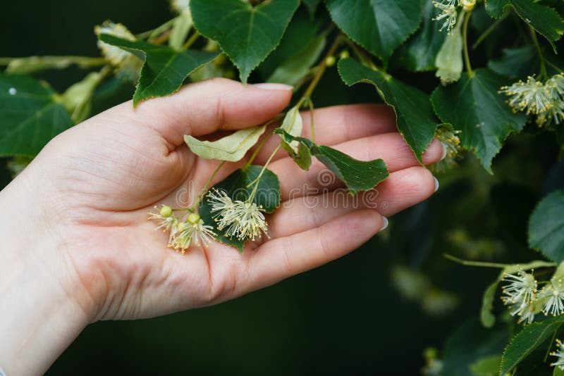 Closeup of a human hands holding plant - linden flowers. Bloom, medicine.