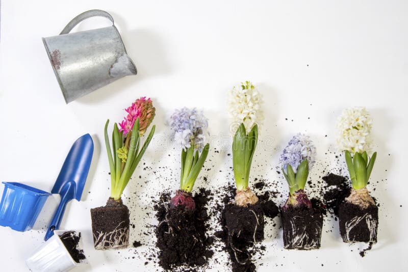 Closeup of Hyacinths with Double Flowers, Bulb and Roots, Isolated on