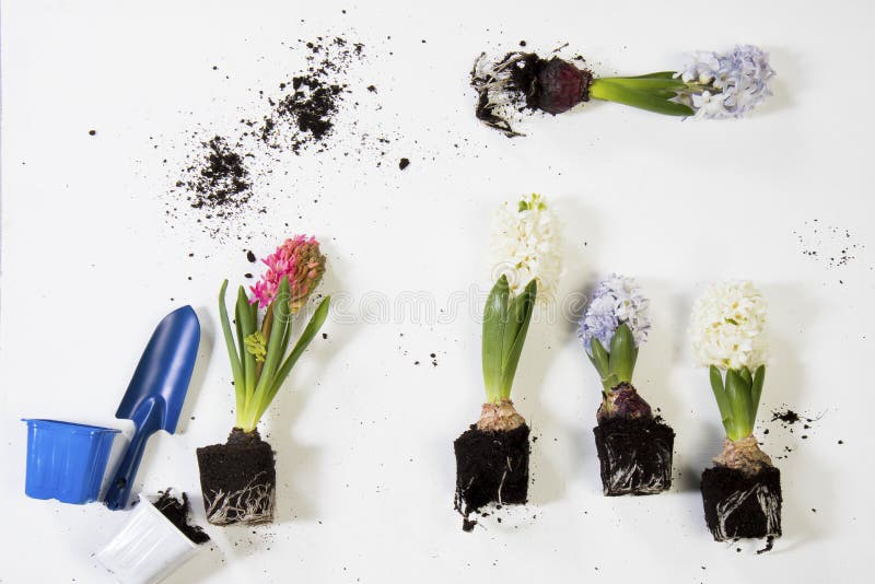 Closeup of Hyacinths with Double Flowers, Bulb and Roots, Isolated on