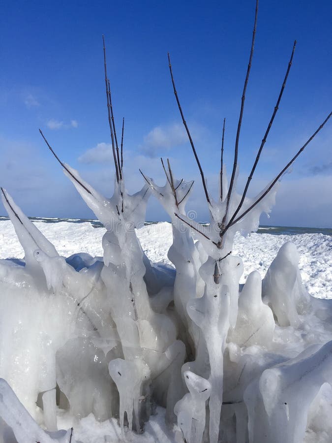 Closeup of ice covered plant along shoreline of Lake Michigan in winter