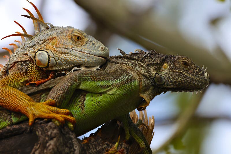 Mating Iguanas Stock Photos - Free & Royalty-Free Stock Photos from ...