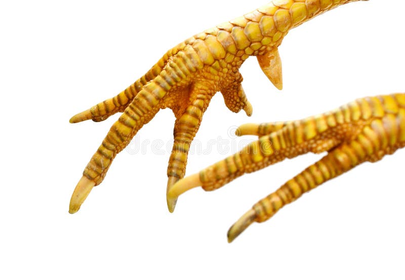 Feet of a chicken. stock image. Image of animal, skin 204129159