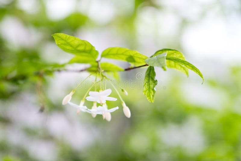 Close up image of mok flower with tree. Season stock photo image stock images, royalty-free photos and pictures