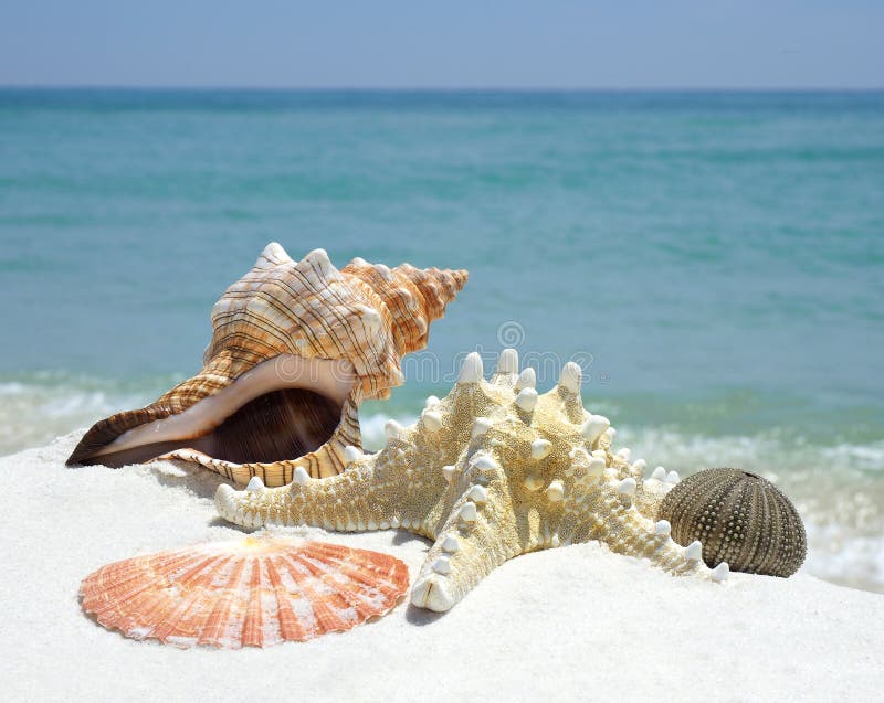 Closeup Image of Sea Shells on a White Sand Beach