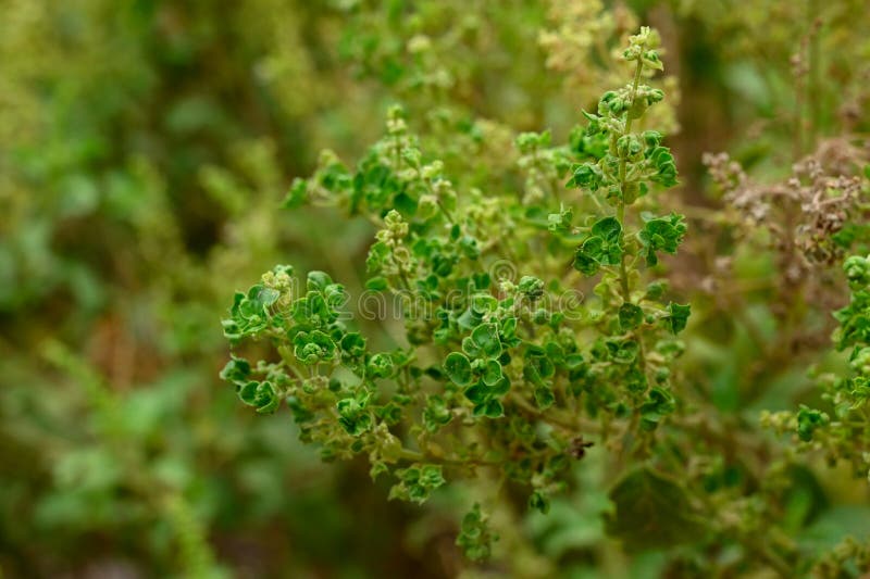 Closeup of Indian Basil Leaves Stock Photo Image of selective, tulsi 244873272